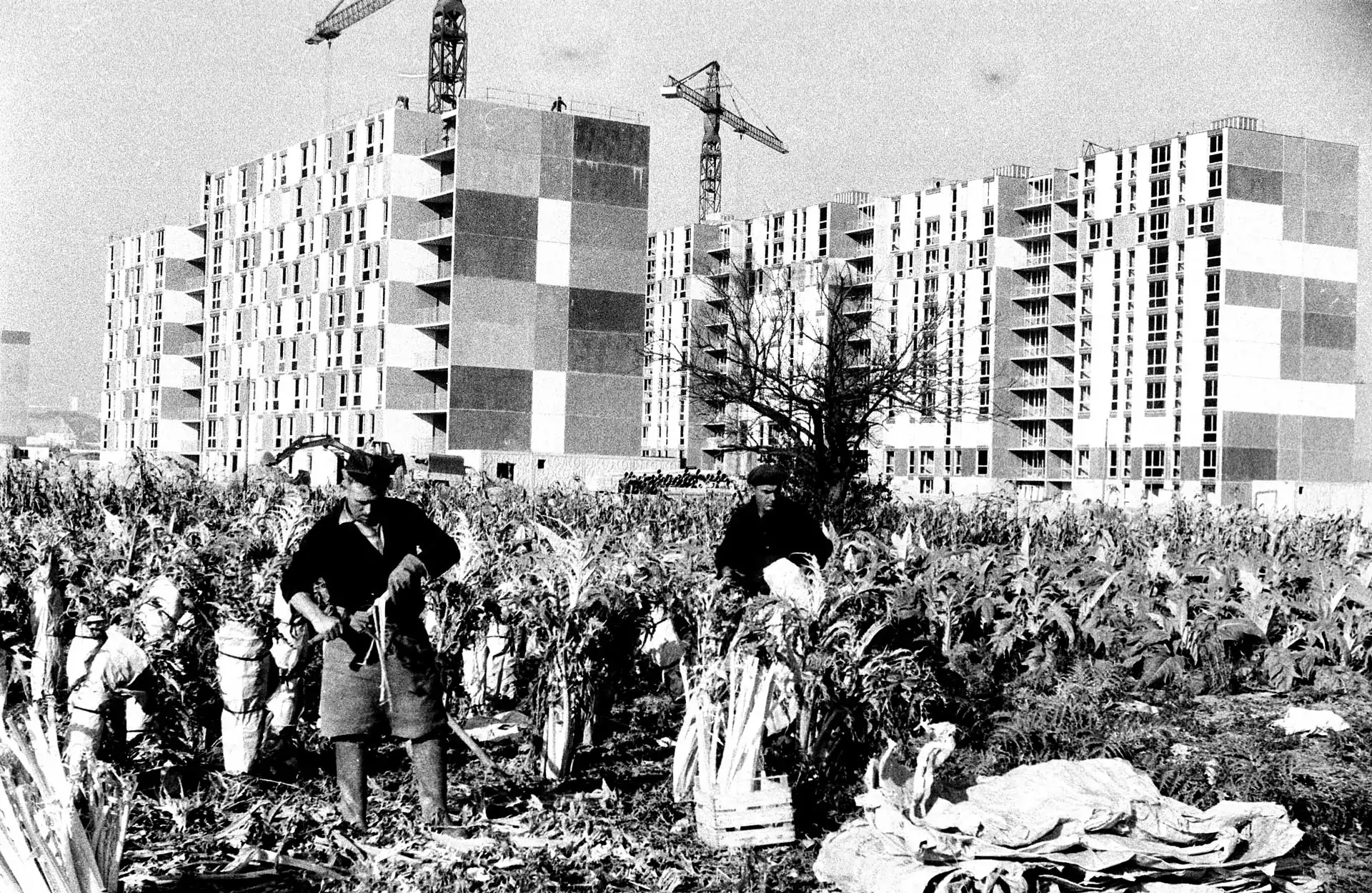 Culture des cardons et construction de la ZUP - Photo des Archives municipales
